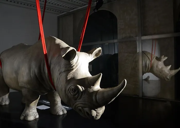Rhinoceros 5*